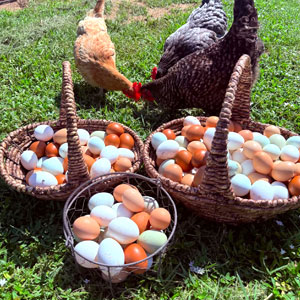 Lucky Feather Homestead & Bakehouse LLC.
