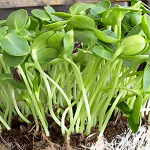 Miller Premium Microgreens and Produce